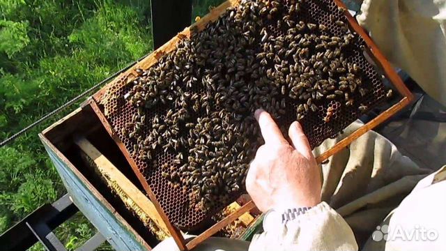 Отводки и пчелосемьи карпатской породы объявление продам