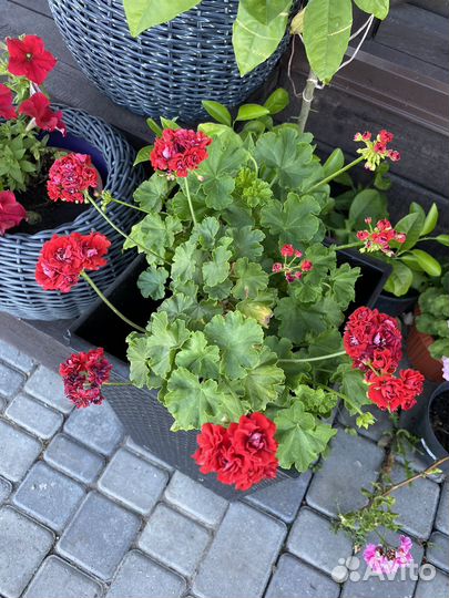 Пеларгония сортовая большие кусты
