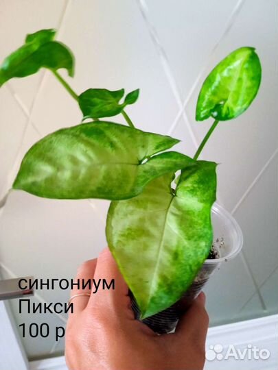 Любое комнатное растение за 100