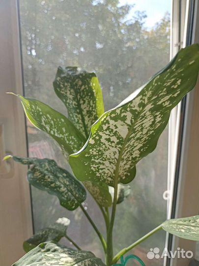 Диффенбахия