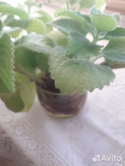 Мята домашняя