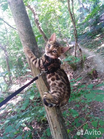 Бенгальские котята