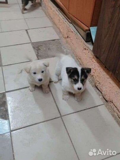 Щенки дворняги