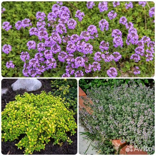 Декоративные растения для сада