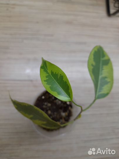 Фикус Бенджамина пестролистный