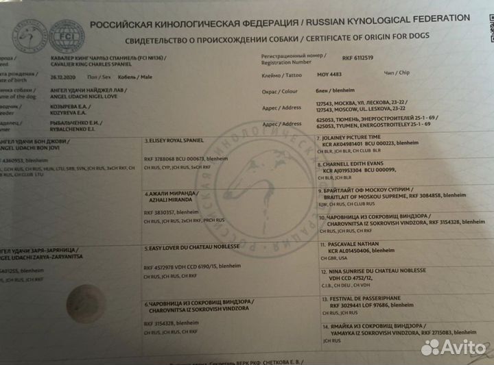 Кавалер кинг чарльз спаниель вязка