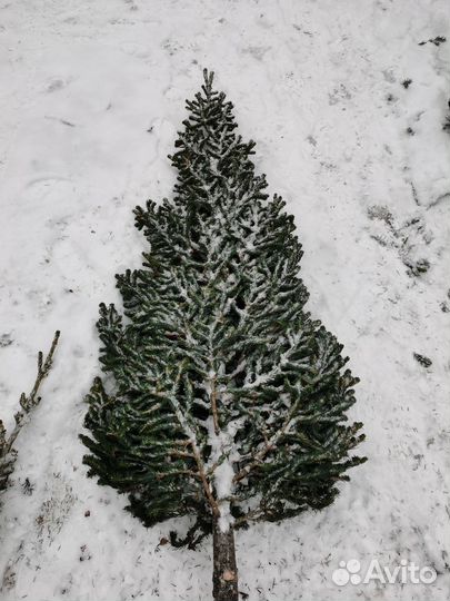 Новогодняя живая пихта