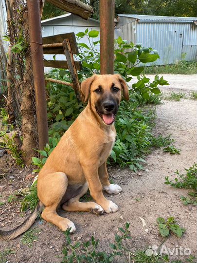 Бурбуль метис