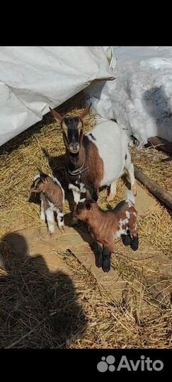 Камерунская козочка и козлик. Чп