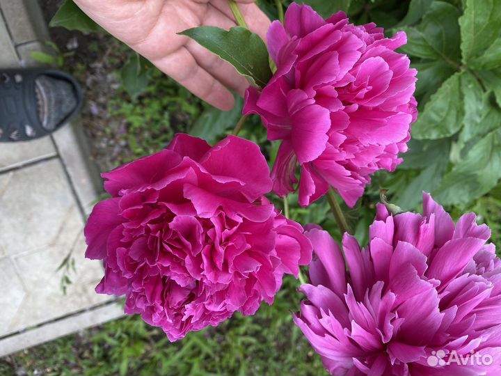 Пионы 2часть многолетники