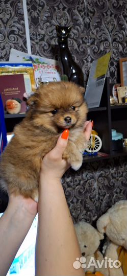 Щенки шпица