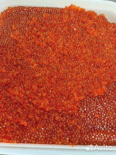 Красная икра нерки, улов июнь 2023