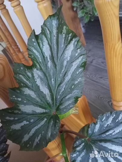 Тростниковые бегонии