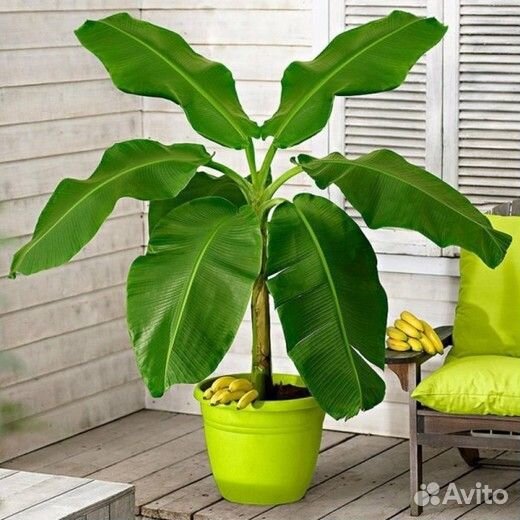 Банан Пигмей семена