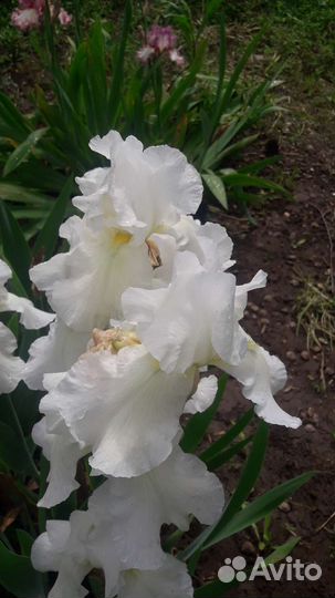 Ирисы бородатые сортовые