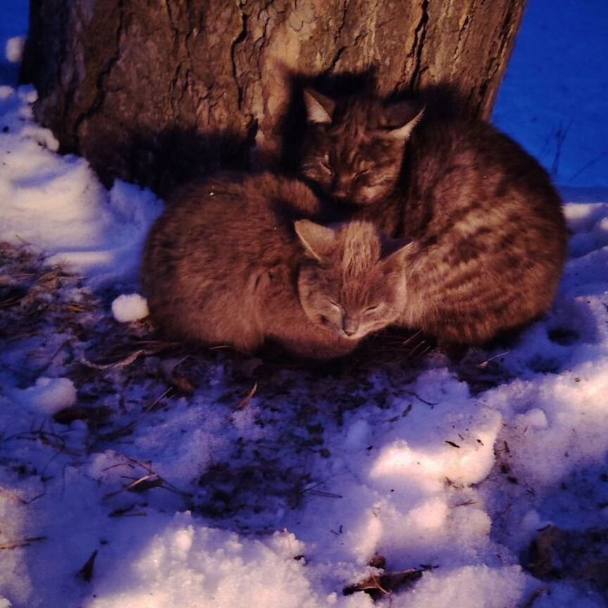 Коты в добрые руки мальчики