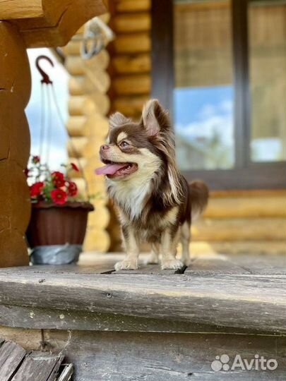 Вязка чихуахуа