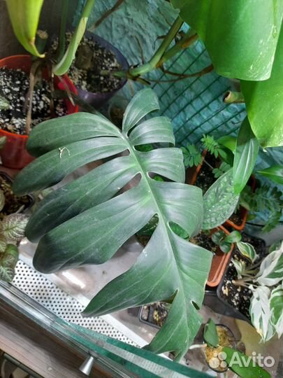 Рафидофора декурсива