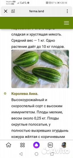 Рассада и семена