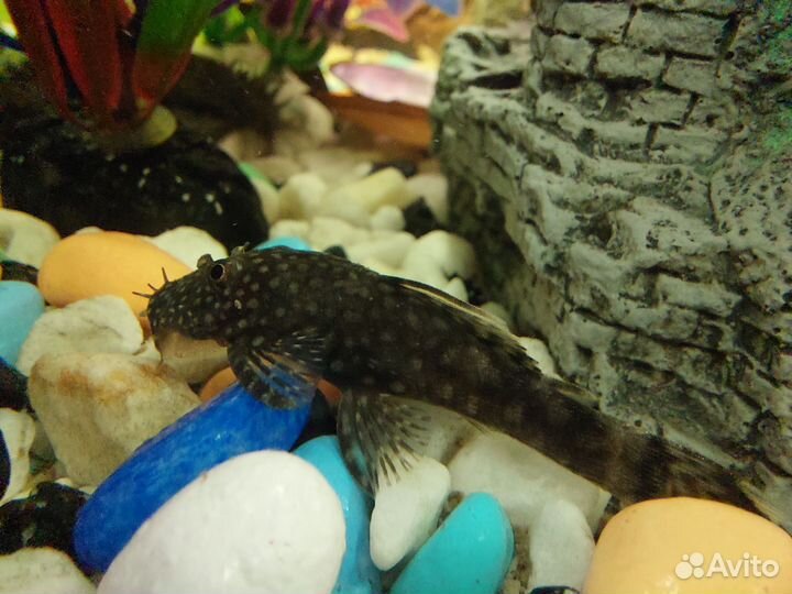 Анциструс сомики