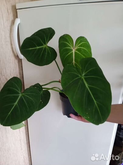 Филодендрон Глориозум