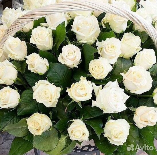 Высокие розы 150 160 170 180 190см доставка Москва