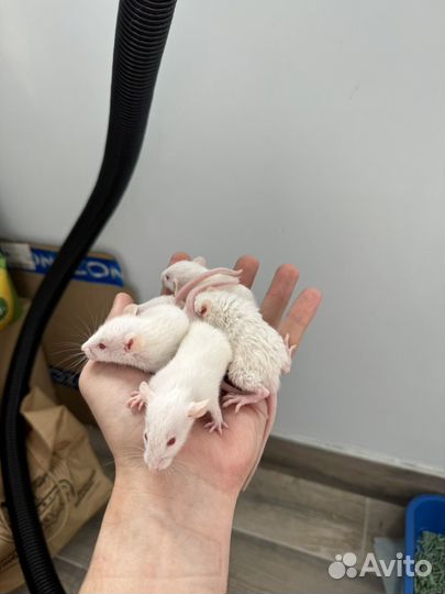 Крысята дамбо