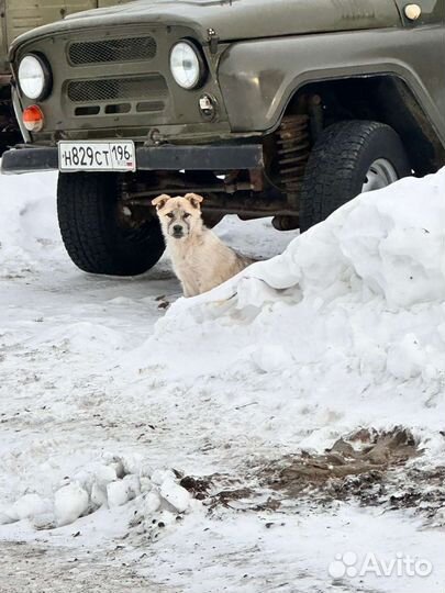 Щеночек ищет дом