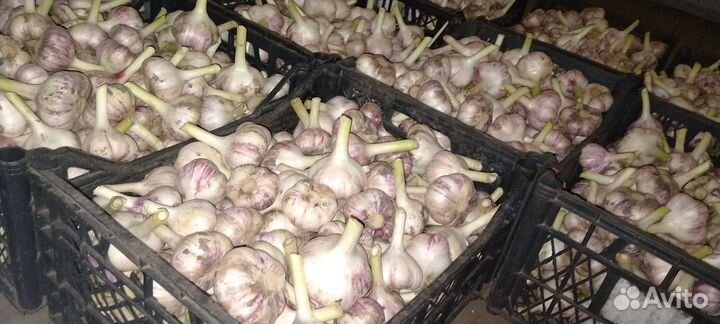 Продам чеснок