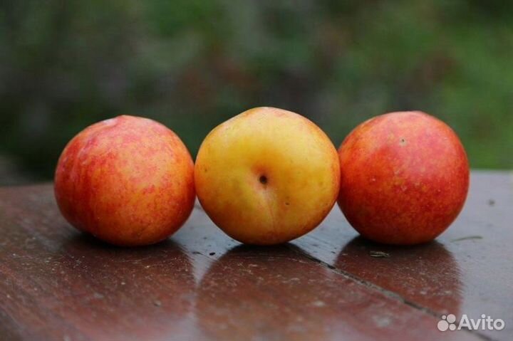 Саженец Шарафуга