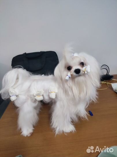 Мальчик Мальтезе и девочка