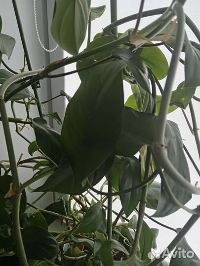 Комнатные домашние растения