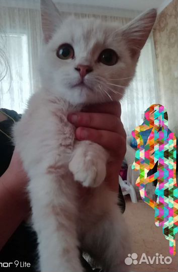 Кошечка в добрые руки