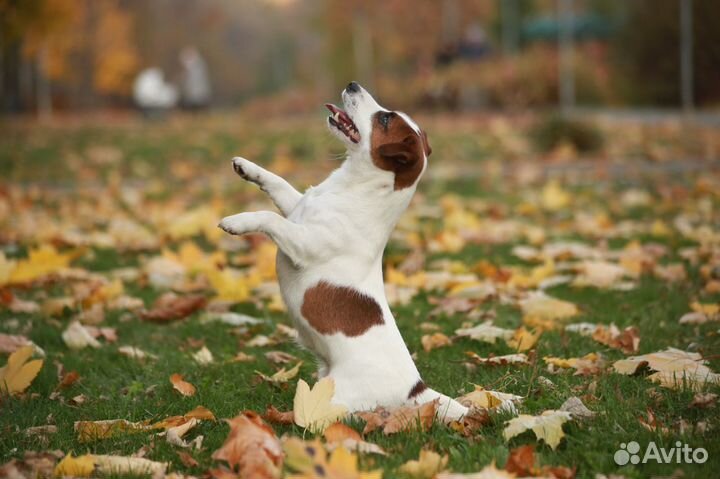 Миниатюрный кобель.Вязка