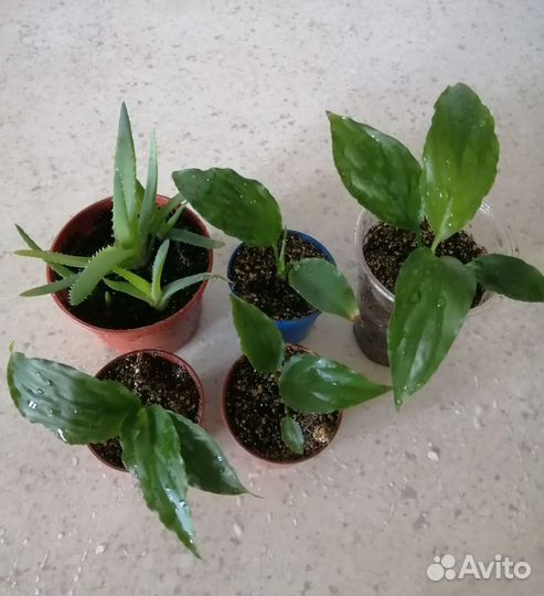 Хлорофитум, спатифилум, алоэ