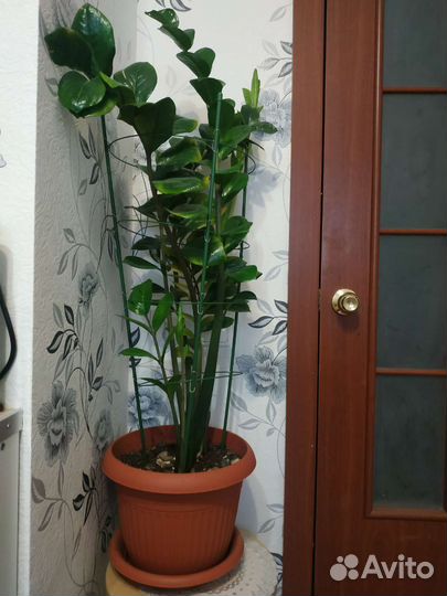 Замиокулькас