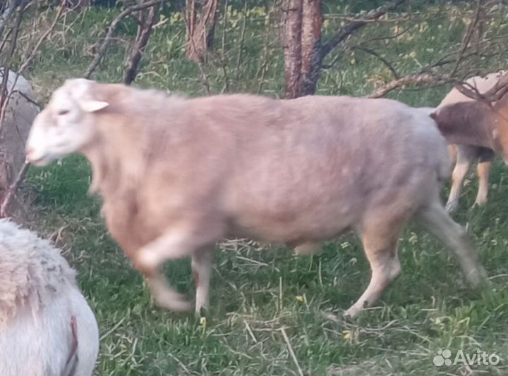 Катумский бараны