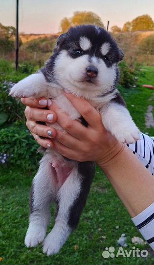 Щенки сибирской хаски