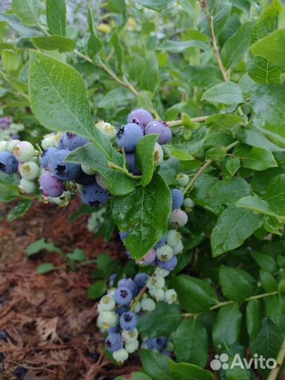 Голубика Дюк, Блюкроп, Ковилл 1,5;2;2,5 года