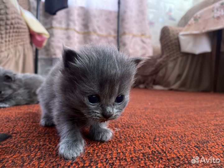 Шотландские котята