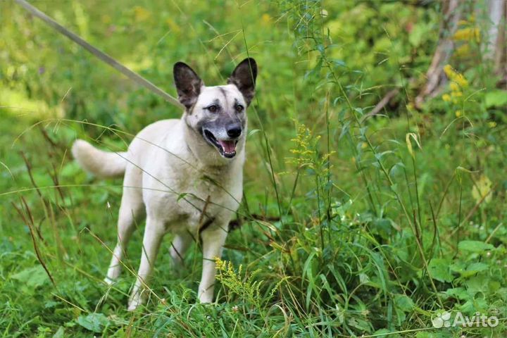 Собака в добрые руки