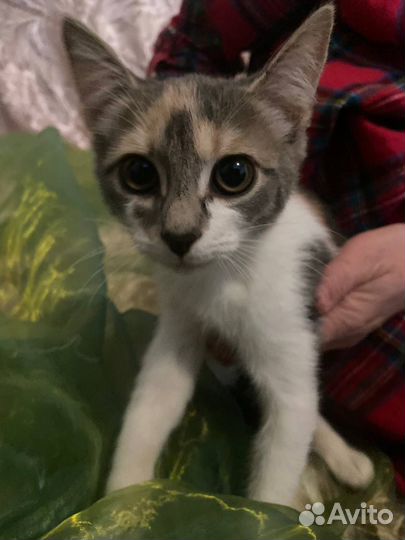 Котенок Мия в добрые руки