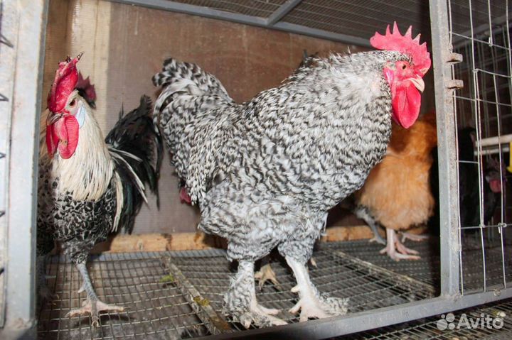 Молодые петушки и цесарки