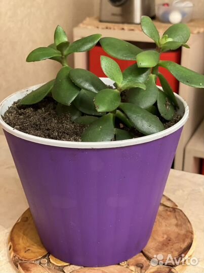 Денежное дерево