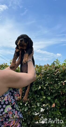 Щенки ротвейлера