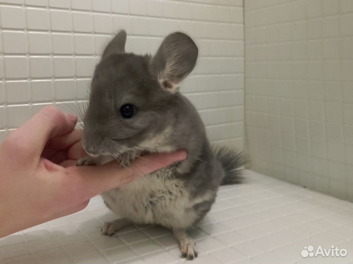 Шиншилла девочка