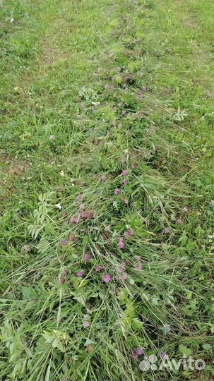 Продам сено в рулонах