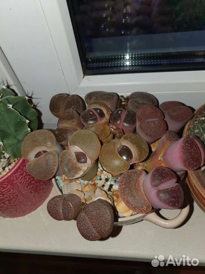 Литопсы - живые камни