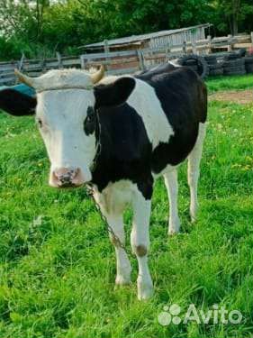 Тёлочка стельная