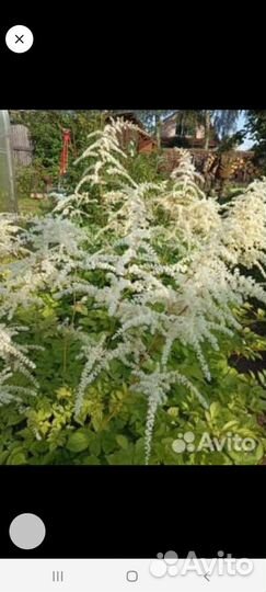 Ирис, астильба